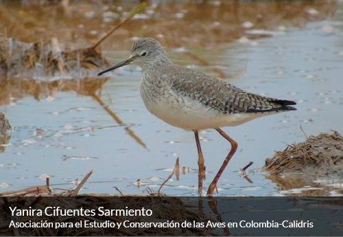 Avistamiento de aves