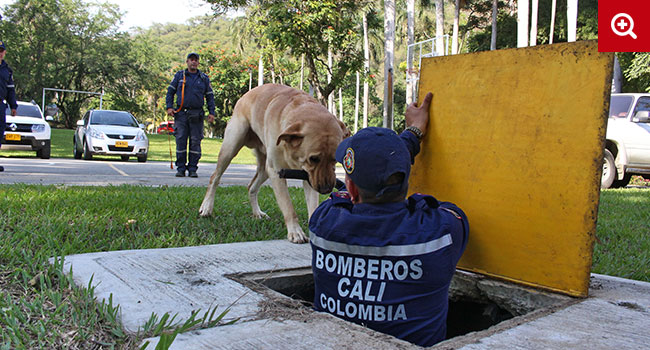 Rescate canino