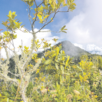 Aves - Colombia te tengo el plan - El País