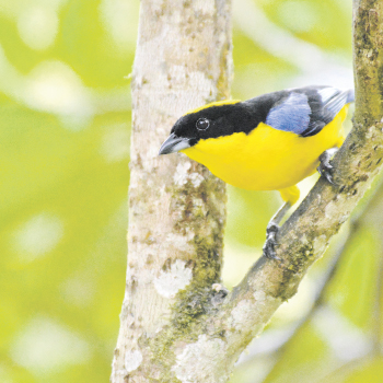 Aves - Colombia te tengo el plan - El País