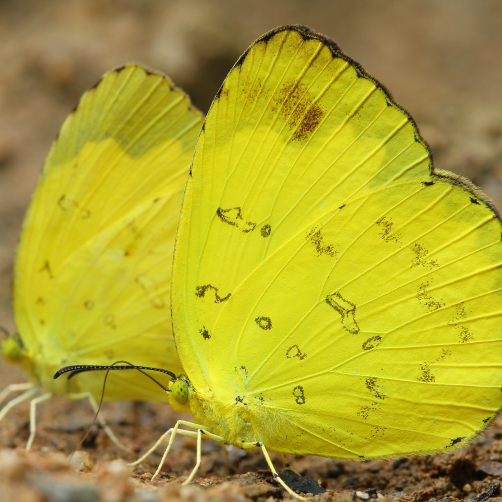 Mariposas Amarillas