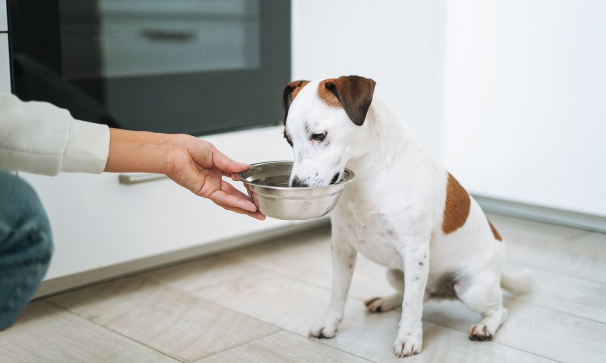 qué tipo de pescado es seguro para los perros