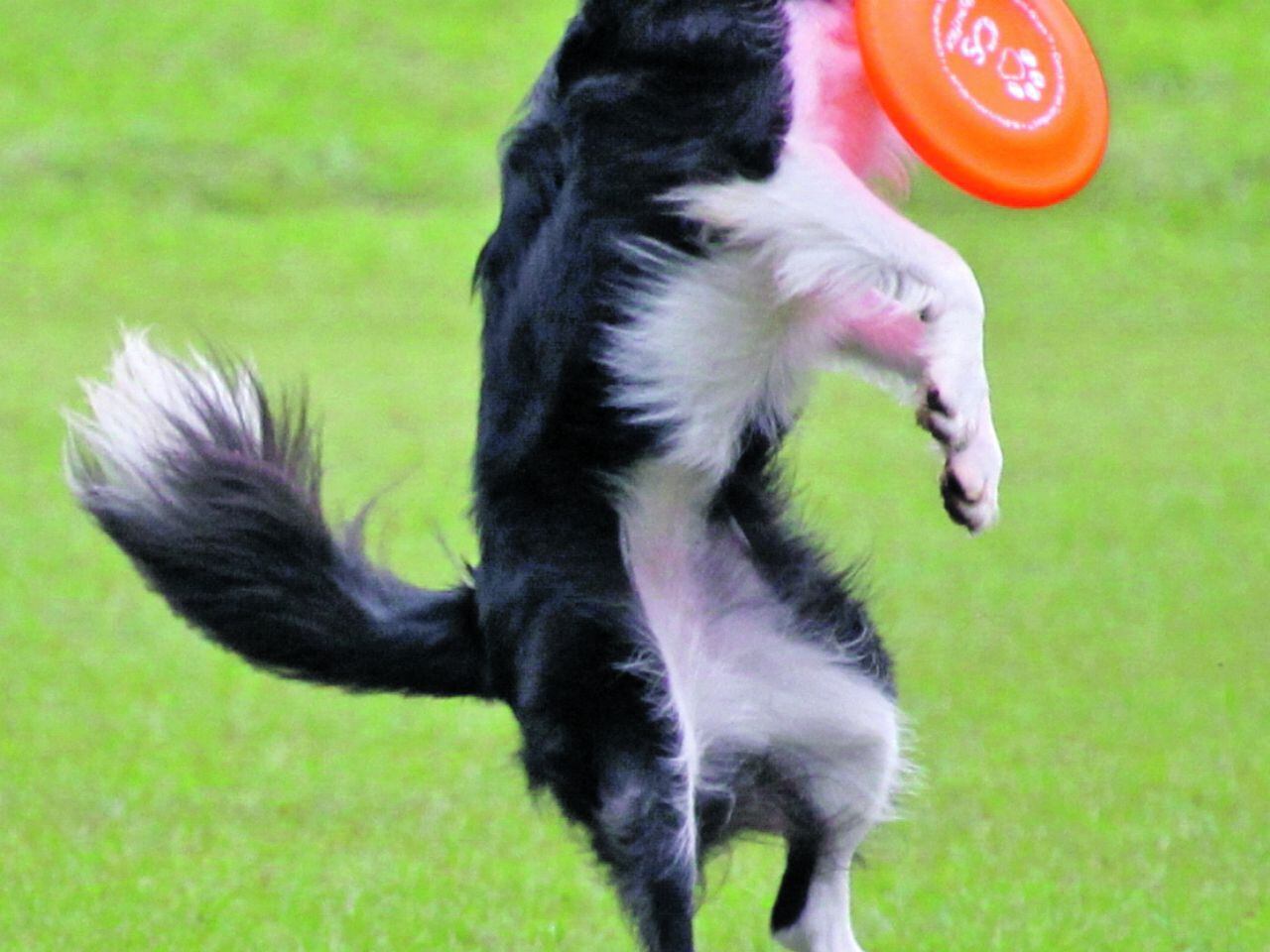 Qué es el disk dog? Un deporte para perros ágiles - Tu Centro Canino