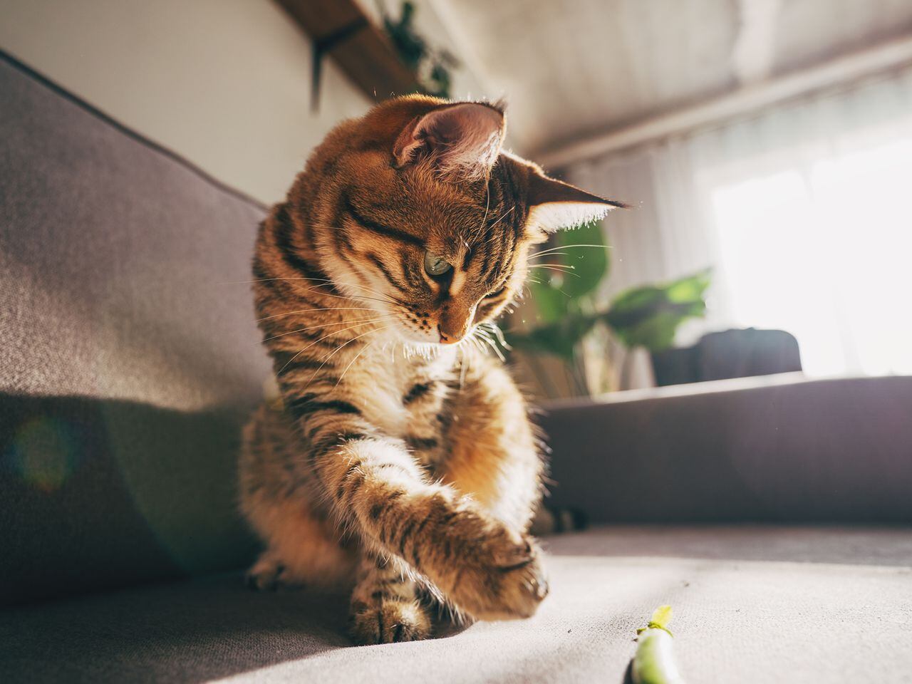 Las razas de gatos más inteligentes según expertos: ¿está su michi