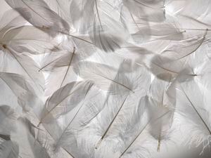 Qué significado tiene encontrar una pluma blanca?