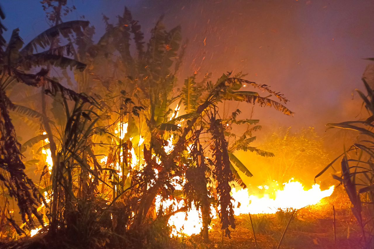 Las llamas envuelven arbustos tras incendios que se salieron de control durante la quema de bosques y pastos con fines agrícolas