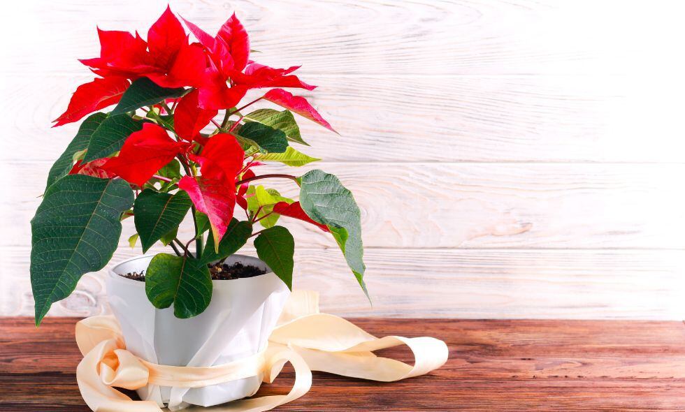 son poinsettias posion para perros y gatos