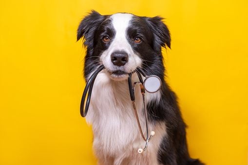 los perros mueren si comen chocolate