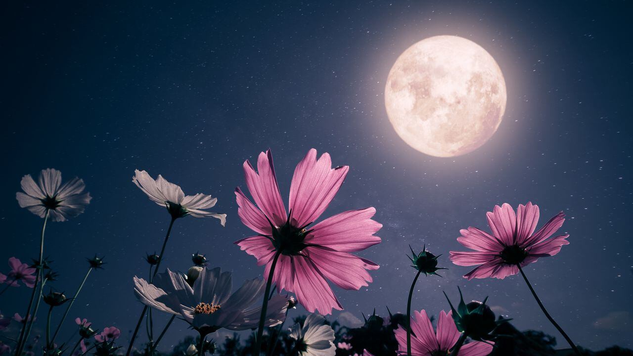 Luna de Flores 2024: ¿cómo ver el fenómeno astronómico de mayo?