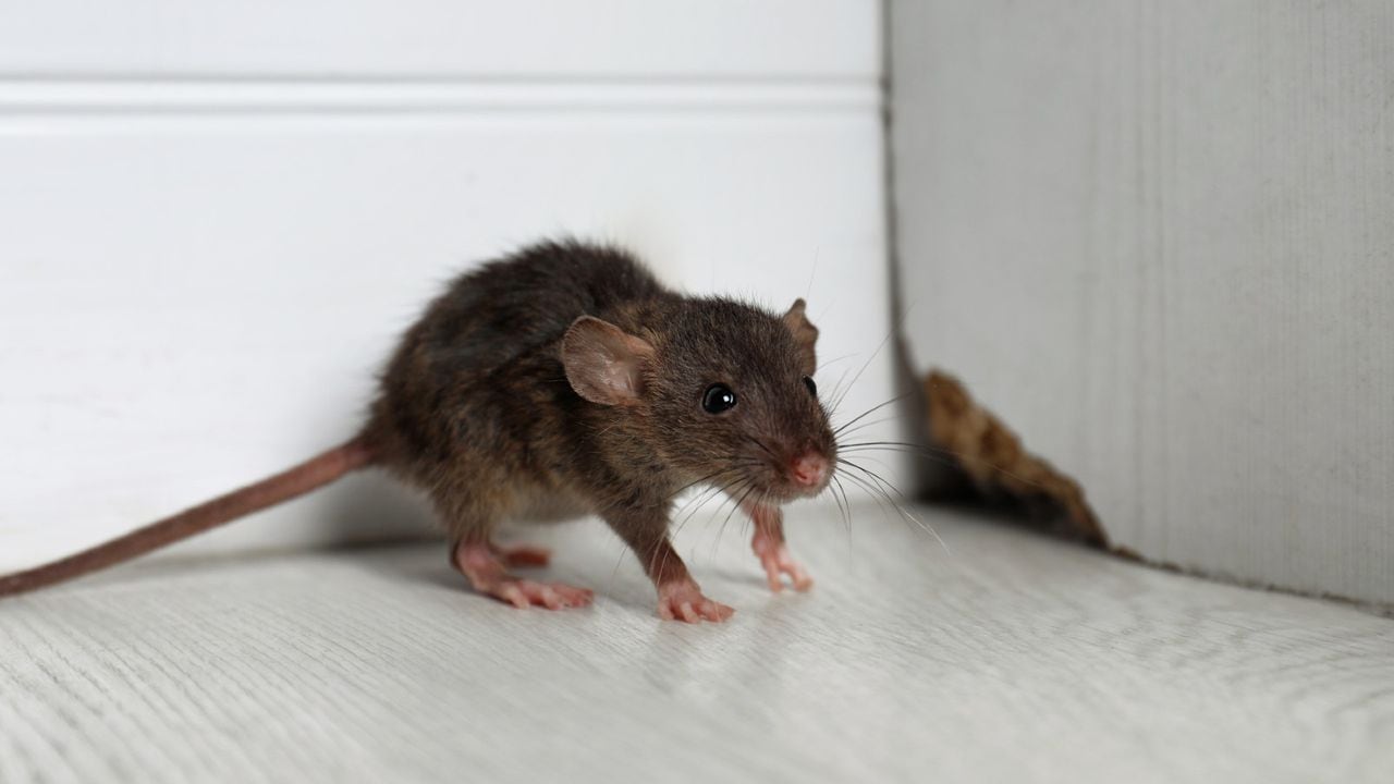  Veneno para ratas, ratones y topos Kaput, 32 piezas, 61305 :  Patio, Césped y Jardín