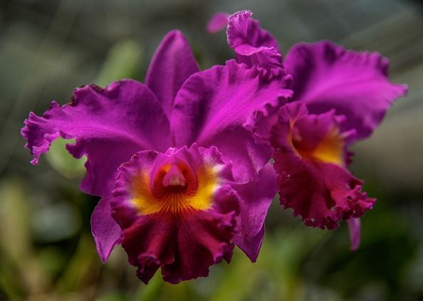 El significado del color de las orquídeas