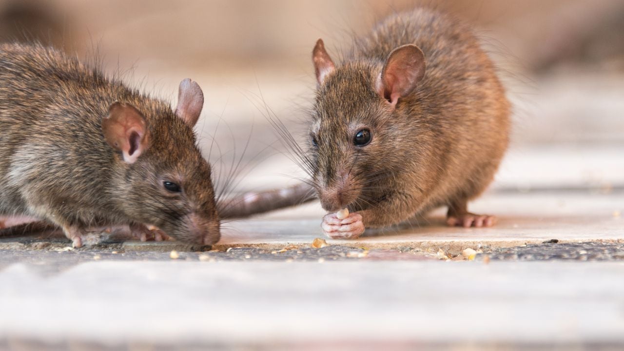 Ahuyentador De Ratas Y Ratones
