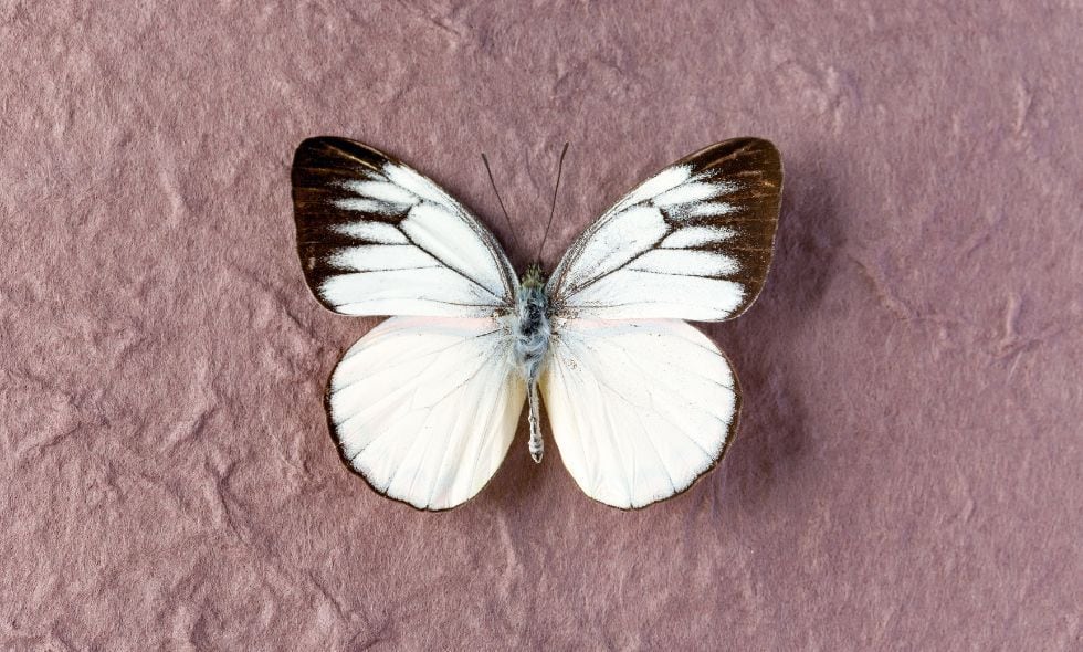 Significado de una mariposa deals blanca en la casa