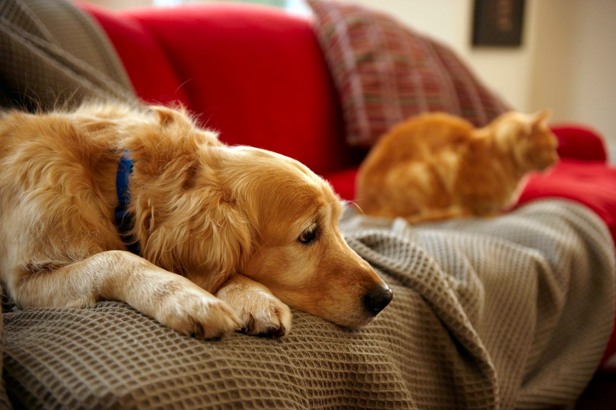 Cuánto tiempo puedo dejar solo a mi perro o gato, según expertos?