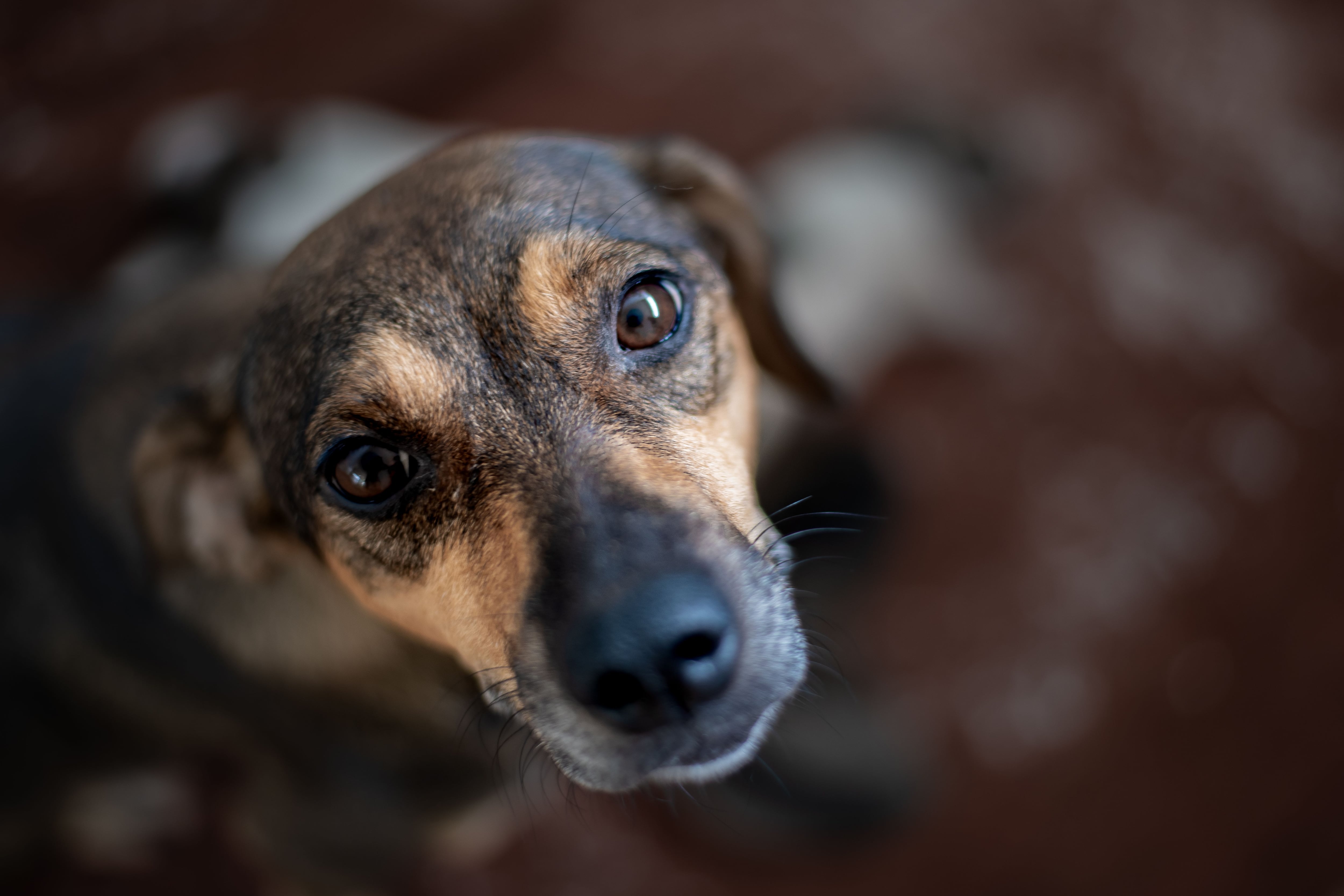 cuanto tiempo se puede dejar solo un perro rspca