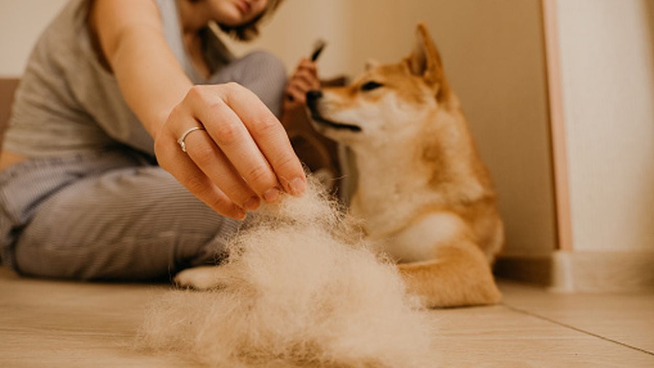 Cómo quitar los pelos de perro y gatos de la ropa sin lavarla?