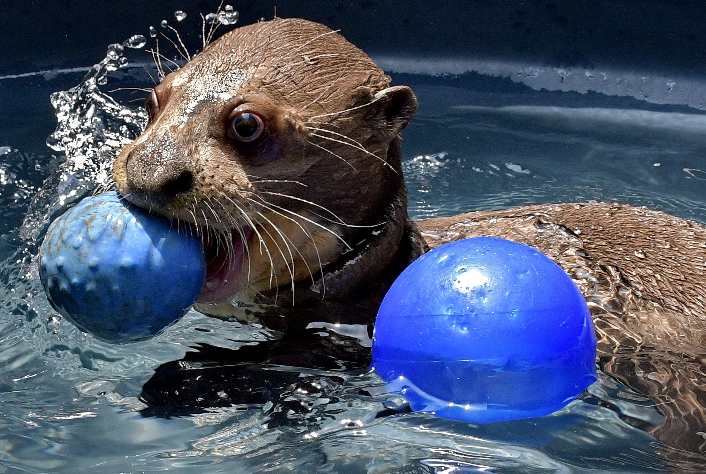 Hermosa! La nutria bebé que llegó al Zoológico de Cali