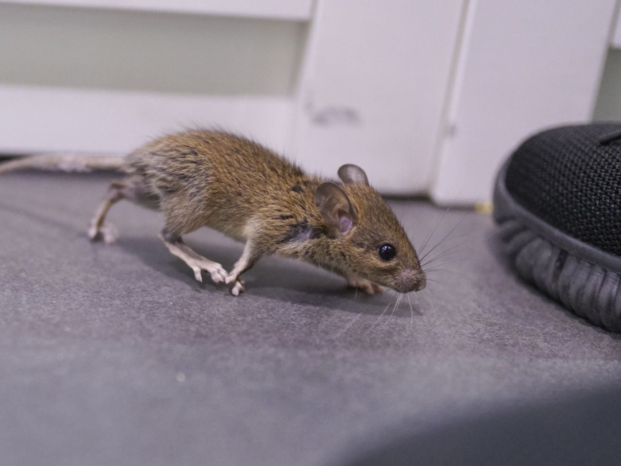 Cómo eliminar ratones para siempre? Métodos y remedios infalibles.