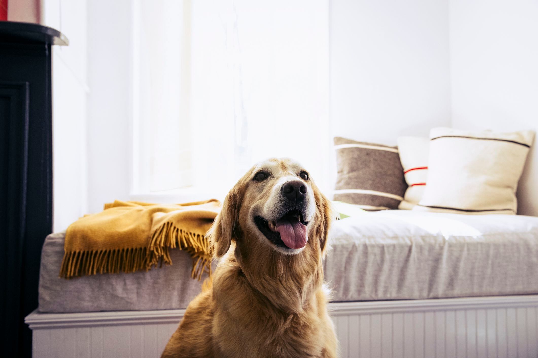 como elimino el sarro de los dientes de mi perro