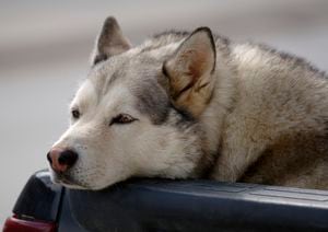 el arroz crudo es malo para los perros