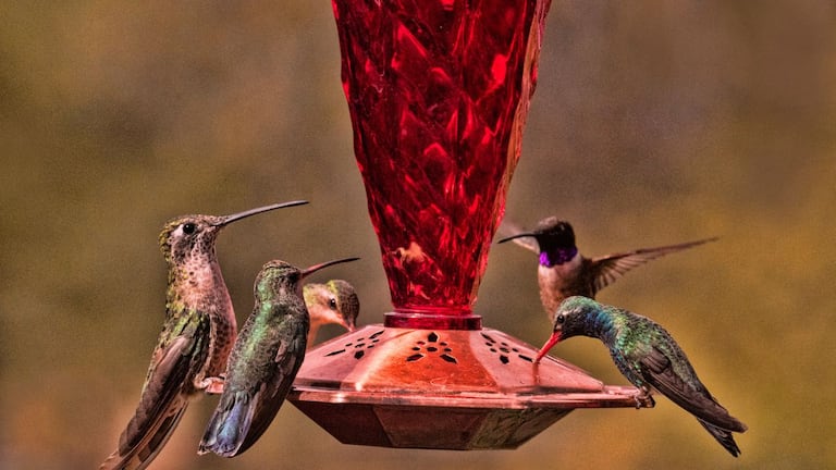 Truco para atraer colibríes.