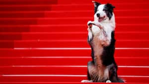 Messi, el perro de la película "Anatomie d'une chute" (Anatomía de una caída), que tendrá su propio programa de televisión en Cannes, posa en la alfombra roja antes de la llegada de los invitados a la ceremonia de apertura del 77º Festival de Cine de Cannes en Cannes, Francia, 14 de mayo de 2024.