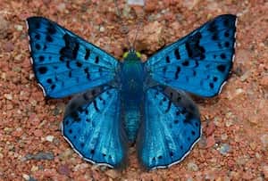 3.642 especies y 2.085 subespecies de mariposas tiene Colombia.  Europa en comparación solo tiene 496 especies.
