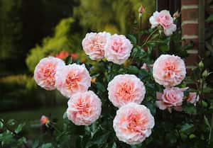 Las rosas son de las plantas más lindas en los jardines.