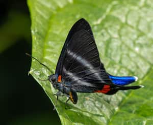 Rhetus dysoni, nombre científico de esta mariposa.