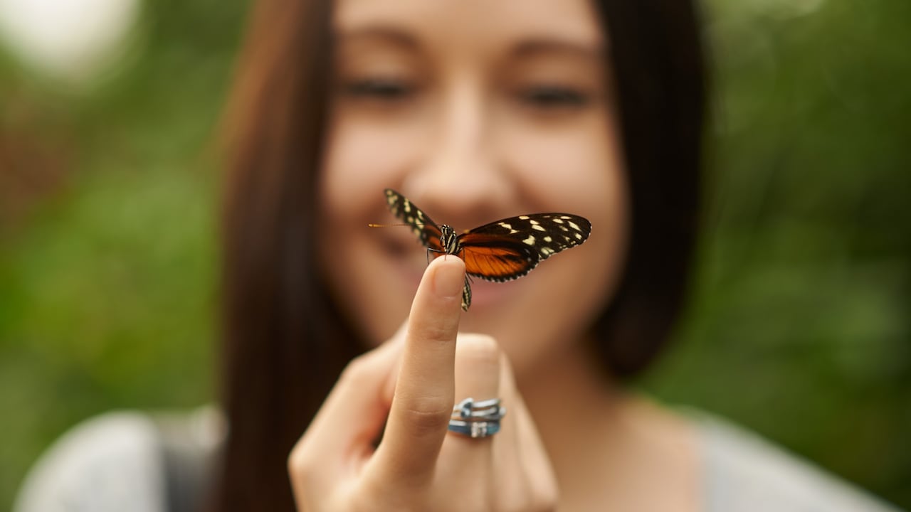 Uno de los fenómenos más intrigantes es cuando una mariposa decide posarse sobre una persona.