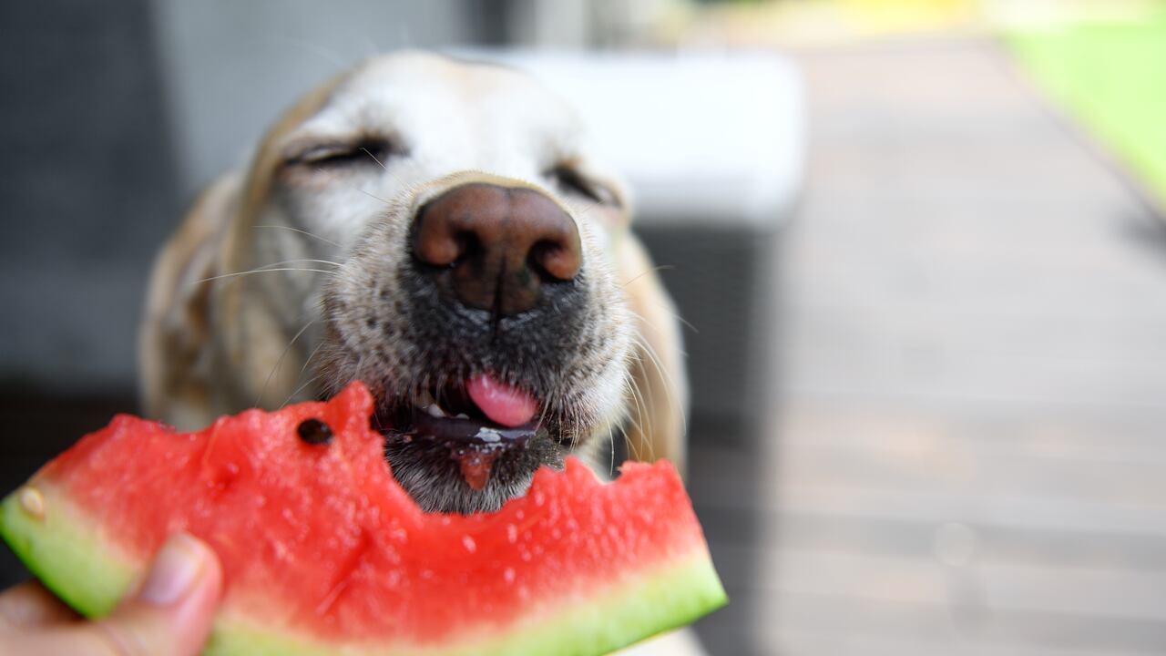 Perro comiendo fruta