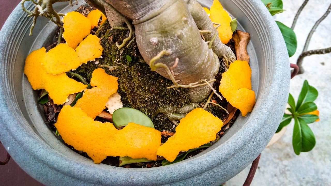 Incorporar cáscaras de naranjas al compostaje no solo mejora la salud de las plantas, sino que también actúa como un repelente natural de plagas.