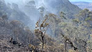 Incendio forestal en los cerros orientales  en Bogotá