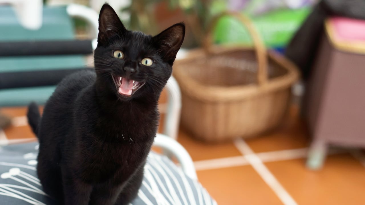 El 27 de octubre es el día del Gato Negro.