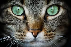 La visión de los gatos está adaptada para cazar eficientemente en la oscuridad y detectar movimientos rápidos en su entorno.