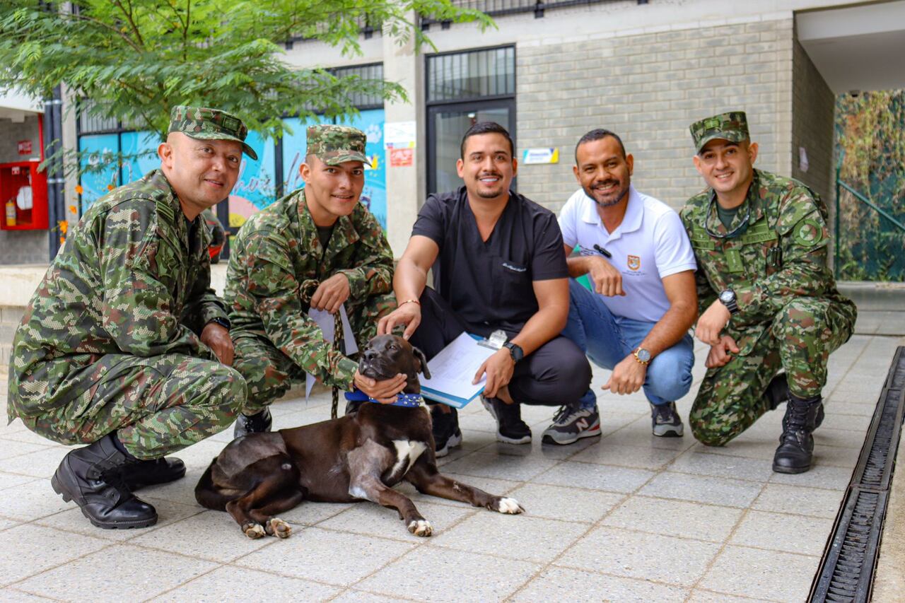 ’Negrita’, la perrita atropellada que fue salvada por soldados del Ejército y profesionales del Centro de Bienestar Animal de Cali