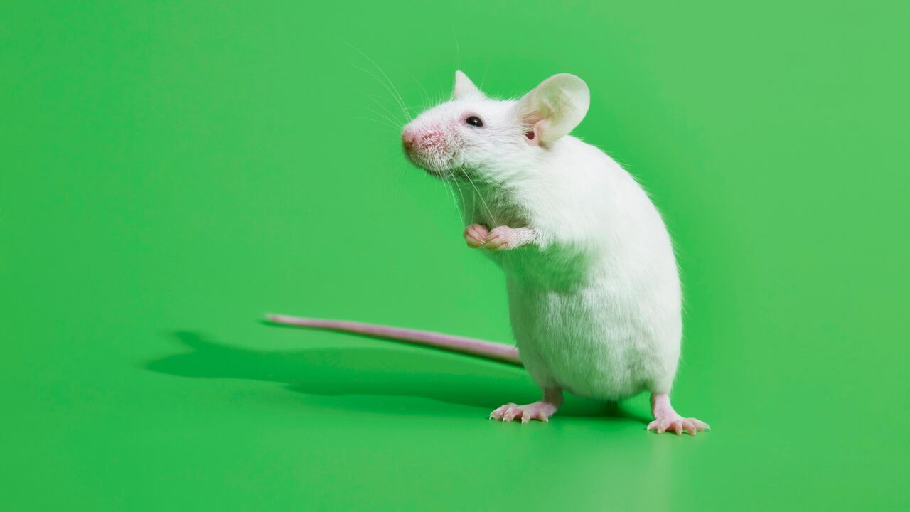 Una solución natural y efectiva: el uso de la menta para deshacerse de los ratones.