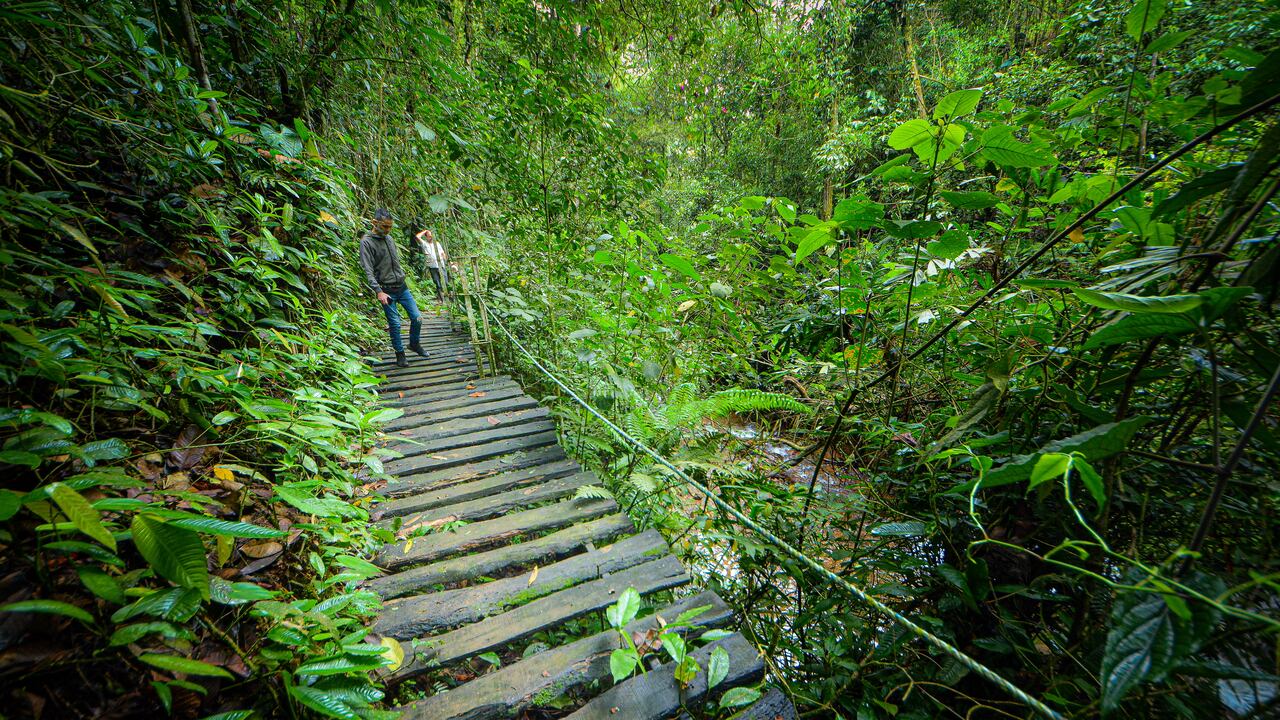 El Bosque de Colibrí, es un lugar que hace parte de la Red de turismo de naturaleza, proyecto que ayuda a emprendedores del sector de Villa Carmelo, en los Farallones de Cali, a ofrecer paquetes turísticos para personas amantes de la naturaleza.