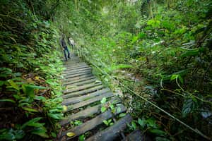 El Bosque de Colibrí, es un lugar que hace parte de la Red de turismo de naturaleza, proyecto que ayuda a emprendedores del sector de Villa Carmelo, en los Farallones de Cali, a ofrecer paquetes turísticos para personas amantes de la naturaleza.