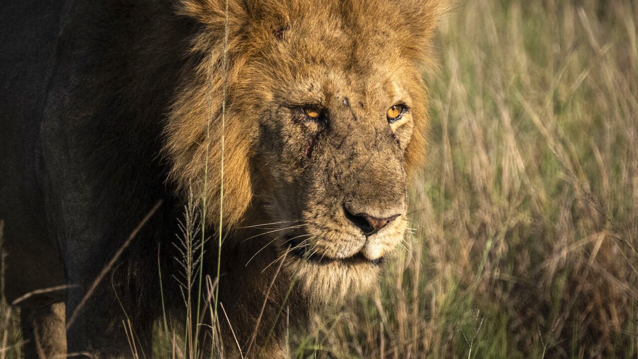 El León fue separado de los otros animales mientras se investigan los hechos
