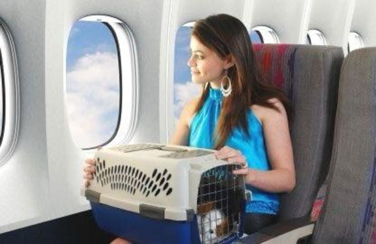 Los perros de raza pequeña deberán viajar en guacales o bolsos.

Foto: Pinterest