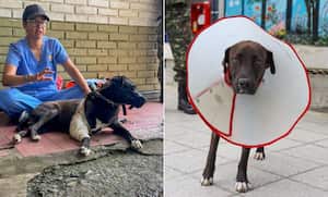 'Negrita', una canina en condición de calle, llegó herida al Cantón Militar Pichincha.