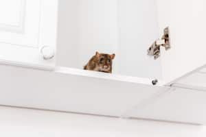 Mantener un ambiente limpio y ordenado en el hogar puede ayudar a evitar la atracción de roedores y facilitar la detección temprana de su presencia.