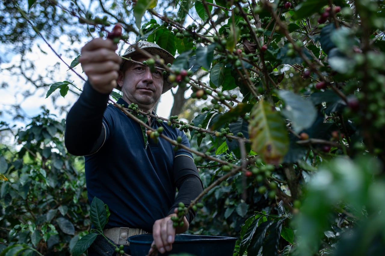 El cafetalero Diego Édinson López cosecha granos de café durante una visita a la finca Limasol.