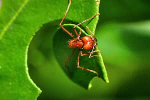 Las hormigas  obreras son las de tamaño  mediano en  la colonia, su misión es cortar hojas  las cuales llevan hasta el  hormiguero. Las personas rechazan su  presencia,  ya que pueden destruir árboles enteros. Les gusta mucho las plantas ornamentales.
