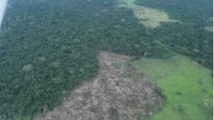 Deforestación en la zona del resguardo Yaguará y el Parque Chiribiquete. Crédito: FZS Colombia – Diciembre 2023.
Los expertos señalan que la deforestación está relacionada con la ganadería, el