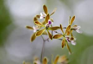 Orquídeas crecen en el Jardín Botánico Tropical en Coral Gables. Uno de los proyectos de la institución es plantar miles de orquideas en los espacios públicos de Florida, a fin de rescatar esta planta en peligro de extinción. (AP)