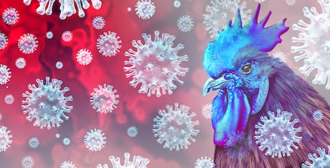 El virus de la gripe aviar y el ganado infectado por virus de cepa rara, como pollos y aves de corral, como riesgo para la salud para el brote de infección global y el concepto de control de enfermedades o símbolo de seguridad pública agrícola