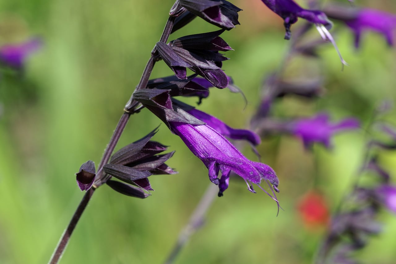 Descubra cómo la Salvia guaranítica puede transformar su jardín en un vibrante santuario para las criaturas aladas más encantadoras.