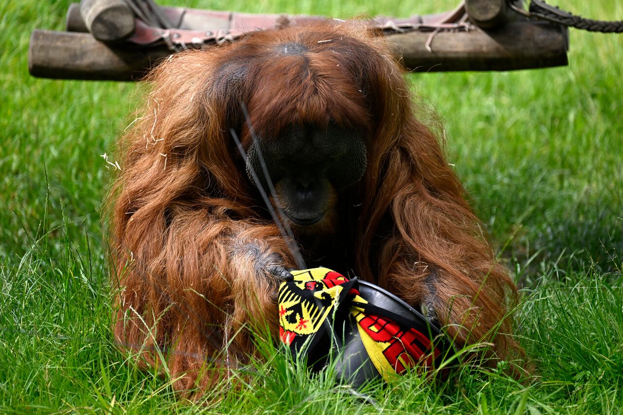 Walter, el Orangután, predice el resultado del Alemania vs Escocia
